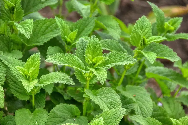 Cannabis topical balm in clean medical-grade packaging on a natural wood surface