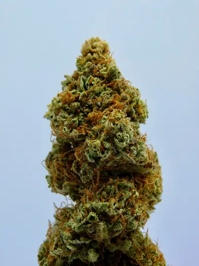 Hybrid cannabis bud close-up showing dense golden-green trichome coverage