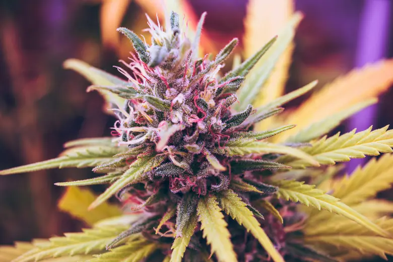Premium indica cannabis bud with deep purple coloring and visible trichome coverage